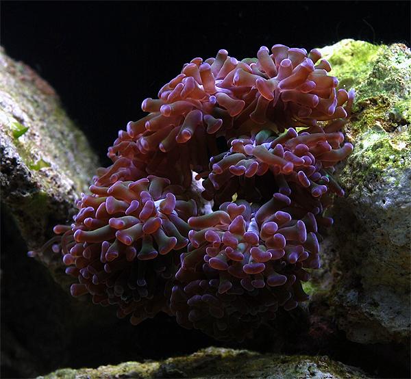 Euphyllia Euphyllia