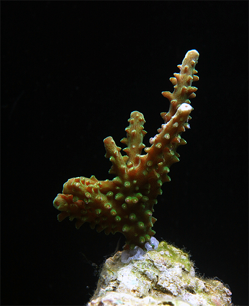 Groen acropora Grøn Acropora