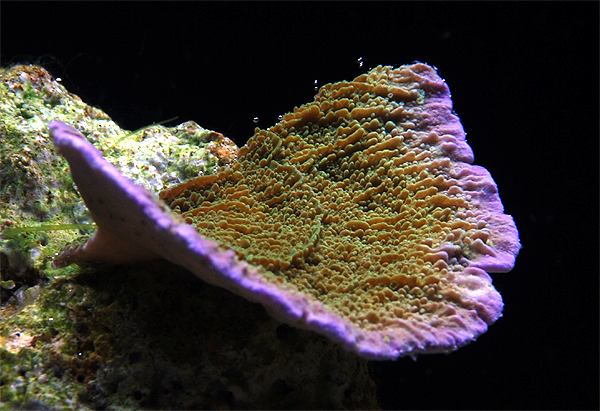 Montipora1 Grøn Montipora