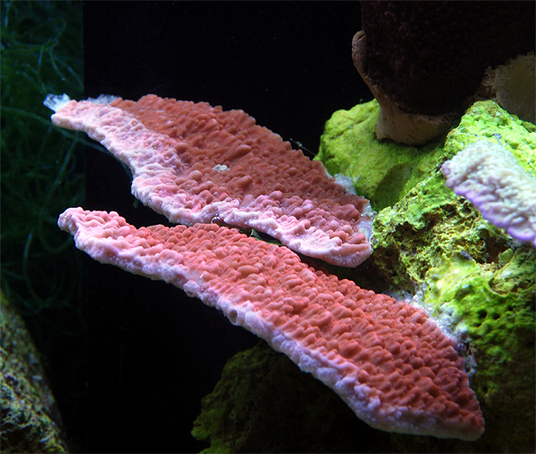 Montipora Cap Roed Rød Montipora capricornus