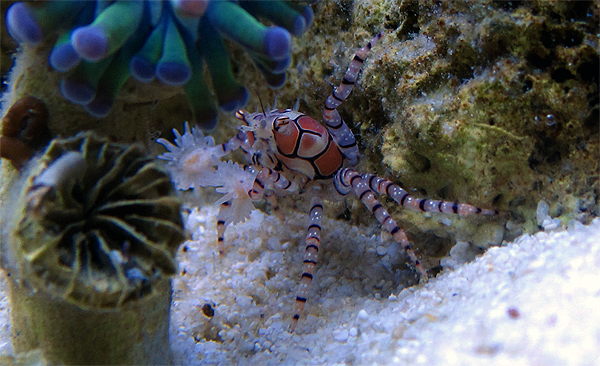 Pom Pom Crab (Lybia Tesselatta) 
